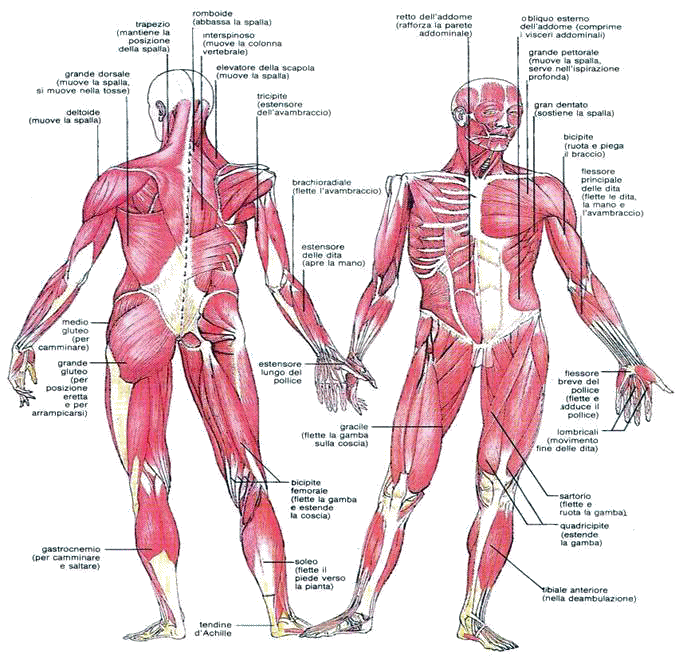 Anatomia Umana - I muscoli del nostro corpo non sono tutti strutturati allo  stesso modo. In questa immagine abbiamo l'occasione di osservare come sono  composti alcuni dei nostri principali muscoli scheletrici! .