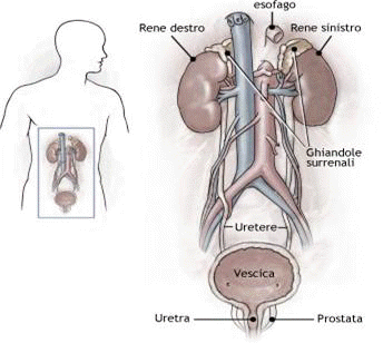 Disposizione dei reni nel corpo umano