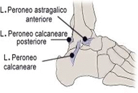 Legamenti dell'articolazione tibio-tarsica