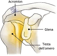 Aspetto antero-posteriore